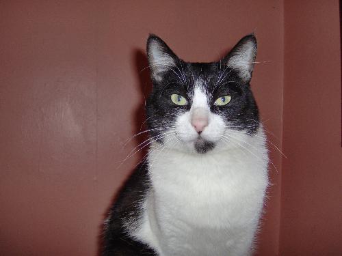 Felix - This is Felix looking regal.
