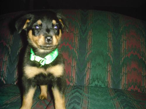 Little rot - My Little rottie