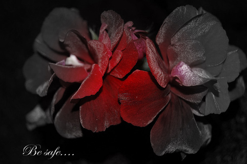 picasa photo editing - My very first attempt - and I think it turned out great! picasa photo editing - My very first attempt - and I think it turned out great!