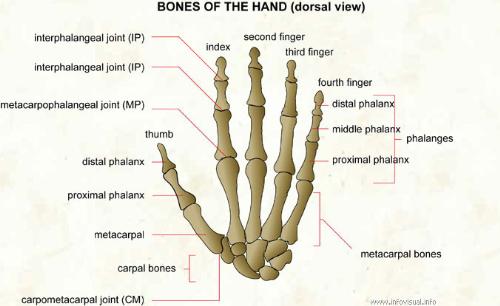 bones of the hand - look at the finger bones