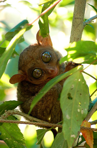 Tarsier in Bohol - A very small mammal that are found in Bohol.  etravelpilipinas.com/travel_destinations/bohol.htm