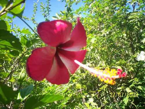 hibiscus - Hibiscus has more than 10 variety.