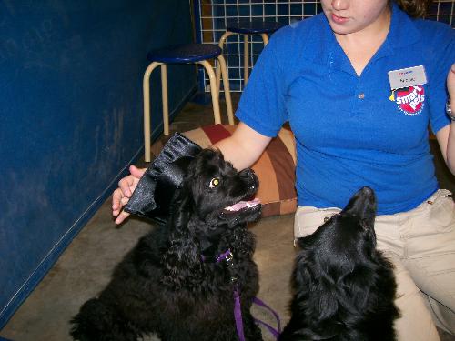 Graduation Day For Sabrina  - This is Sabrina on Graduation Day from puppy training class. She shares the photo with Jasmin a fellow classmate and Nicole her trainer. She was 6 months old at the time.
