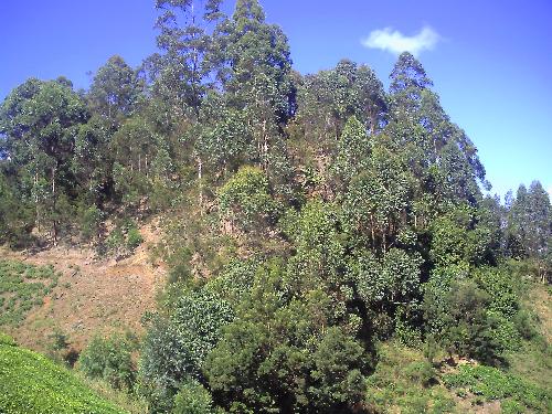 central kenya - this is the abedares in central kenya. This is up the mountain, where is cold in July/August.