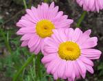 daisy - daisy