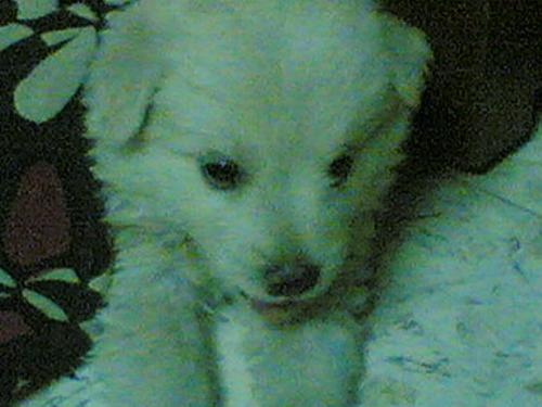 Snowy - This photo is of my first dog named snowy.She died just couple of months ago,& without her im feeling lonely.Pz help.