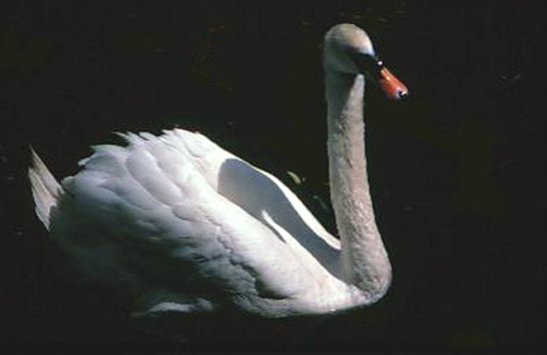 Original Photo : Swan - image of a mute swan