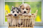 puppies - Siberian Husky and Mongrel Sitting in a Wooden Basket