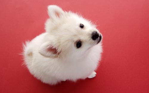 Puppy - sooooooooooo cute