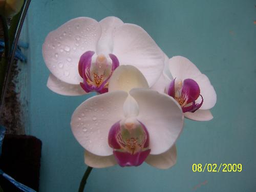 moon orchid 2 - this is my other moon orchid