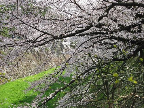 cherry blossom - cherry blossom,Japan