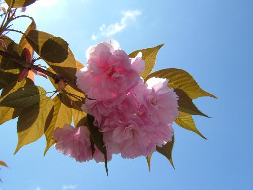 cherry blossom - cherry blossom,flower