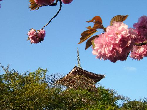 cherry blossom - cherry blossom,flower