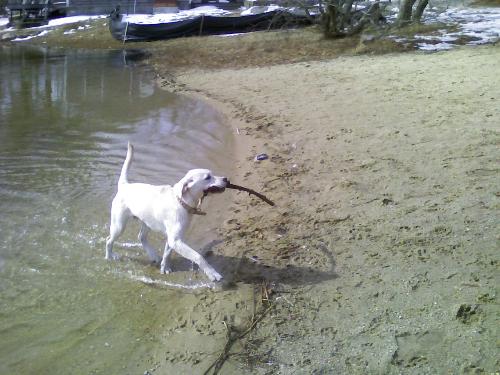 my puppy - My puppy is bring the stick back to me. my puppy - My puppy is bring the stick back to me.