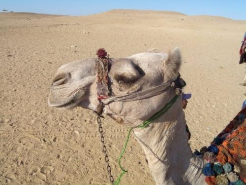camel - the head of a camel