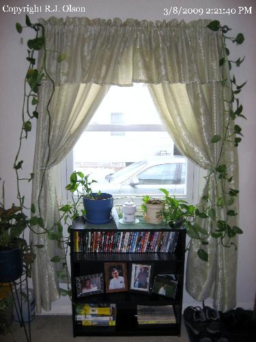 Ivy Growth - These 2 ivy plants are each about 35 feet long at points.