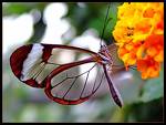 buttterfly - butterfly