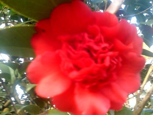 Camelia - This is a shot of the camelia&#039;s I had at our old house. This one is a red ruffle. 