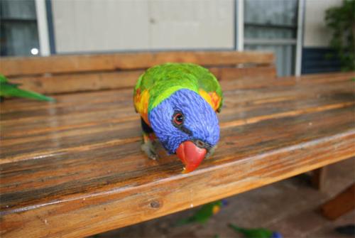 Rainbow Lorikeet - On a visit to Rubyvale Australia I found myself surrounded by hundreds of these beautiful Rainbow Lorikeets who where incredibly tame and curious