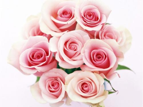 roses for you - a rose as a gift for your loved one&#039;s
