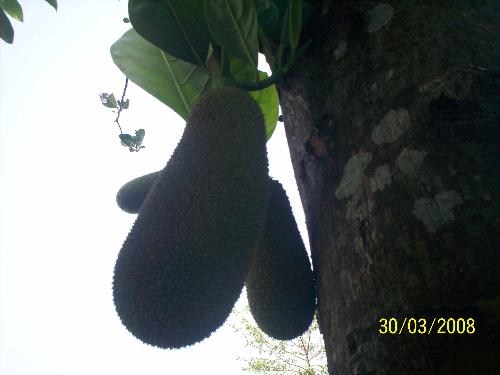 jack fruit - jack fruit, king of all fruits