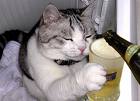 drinking - a cute cat is drinking a cup of beer drinking - a cute cat is drinking a cup of beer