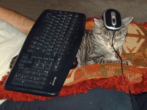 Our Kitty - Have you seen a mouse on a cat??