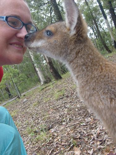 Australian wallaby - Here I am handfeeding a wallaby at an eco-friendly wilderness resort (and getting a thank-you kiss in return)!