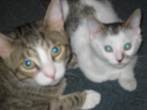 My cats - This is Jasper and Claira