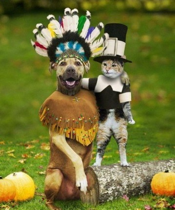cat and dog - a cat and dog best friends forever