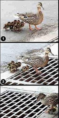 funny picture - a mama who lost her babies