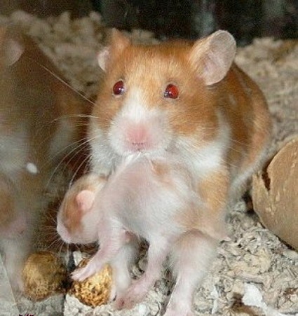funny pictures - a small baby rat, who travels with his mam