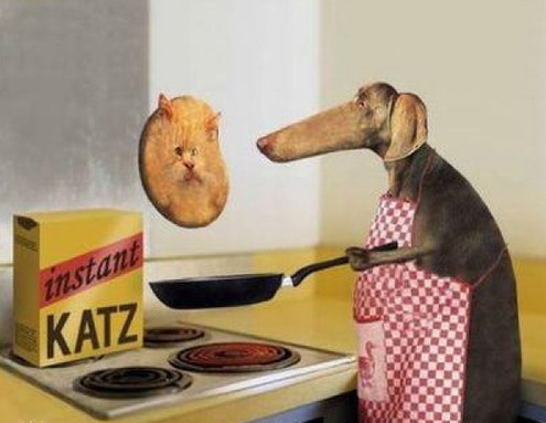 funny pictures - a dog who cooks a cat