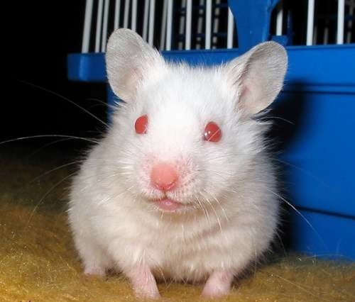 funny rat - a funny rat with red red eyes