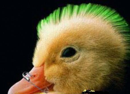 cool pictures - the best rocker duck in town