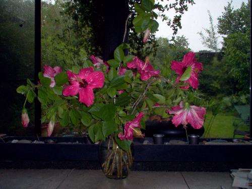 Hibiscus Flowers - Fresh cut hibiscus flowers arranged in a vase on a table.