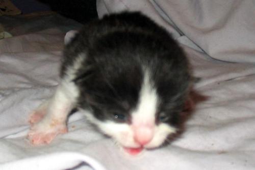 Oliver as a baby - one of his baby pix