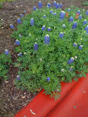 Bluebonnets - Beautiful - but not really that wild, growing at mom's place