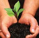 planting the trees - planting the trees is good for the environment
