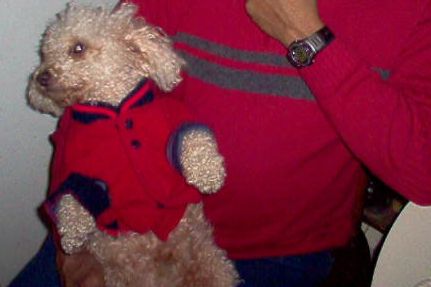 Xmas Pooch - A spoiled rotten animal in a xmas sweater, lol!