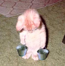 kitten - feeling so low... T_T