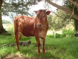 Hefer - I call her T Bone. She is such a wonderful cow.