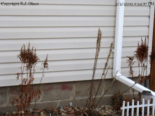 Dead Plant Stalks - Did not trim these back ion the fall. Dead Plant Stalks - Did not trim these back ion the fall.