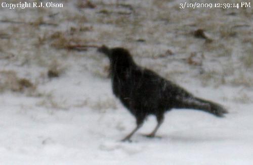 BlackBird - Eating bread scraps I throw out for them and other critters