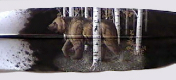 Painted feather Bear - This is a bear painted on a feather