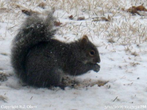 Chilly Critter - A shivering squirell. Chilly Critter - A shivering squirell.
