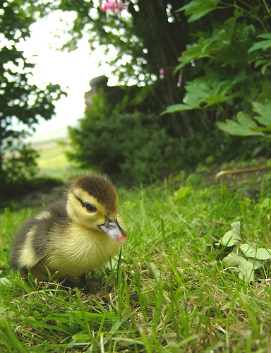 little duck - an adorable baby duck