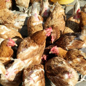 Chicken - Chickens feeding