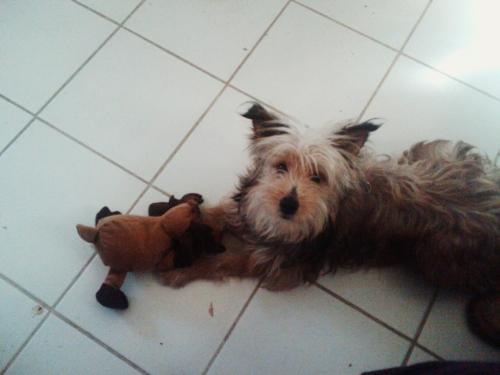 Brownie with toy - My dog brownie with his new toy.