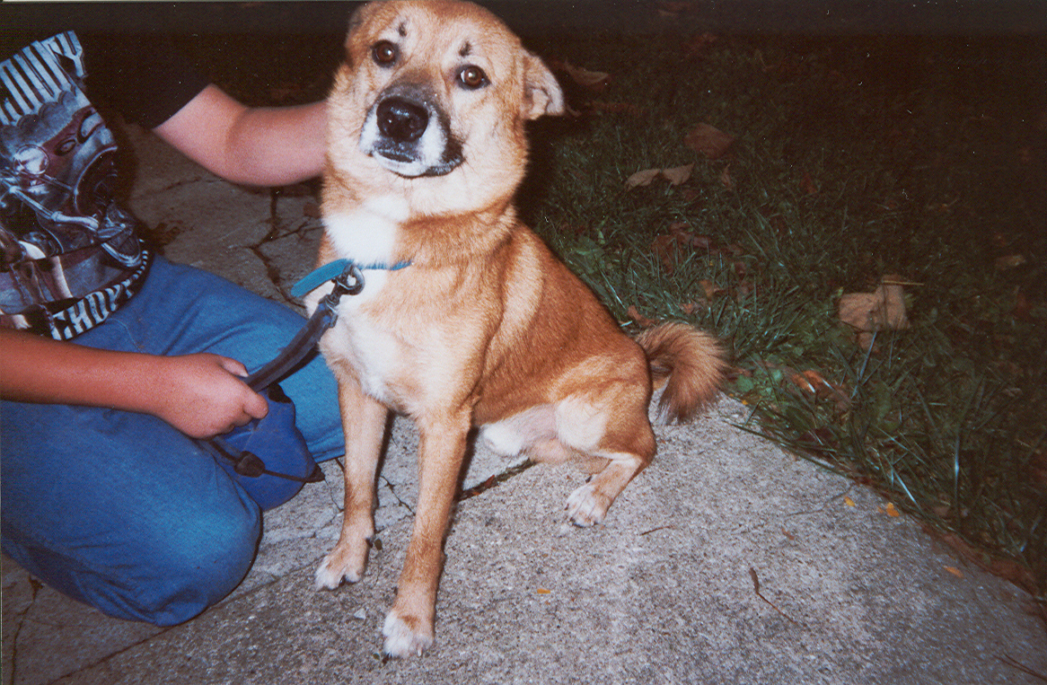 Bear - This is my two year old male German shepherd, spitz mix, named Bear.